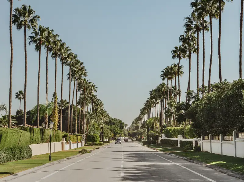 A road lined with tall palm trees and manicured gardens in Sotogrande